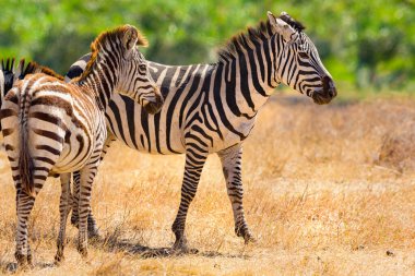 Güzel zebralar Afrika'da geniş ovalar, yürüyüş