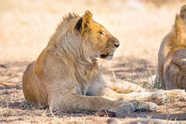 Hermoso joven león macho descansa en Serengeti —  Fotos de Stock