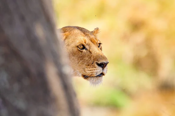 Un lion concentré se tient derrière un arbre à la recherche de proies en Afrique — Photo