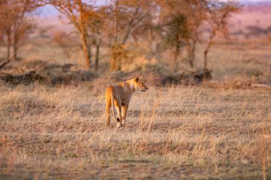 Sabah erkenden Serengeti, Tanzanya 'da aslan yürüyüşü. Gündoğumu, Doğu Afrika.