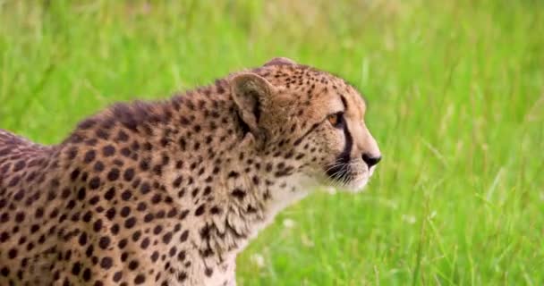 Cheetah on grassy field in forest — Stock Video