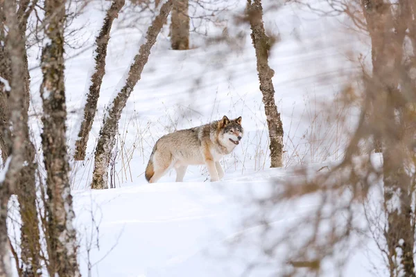 Canis Lupus kráčí mezi holými stromy na sněhu — Stock fotografie