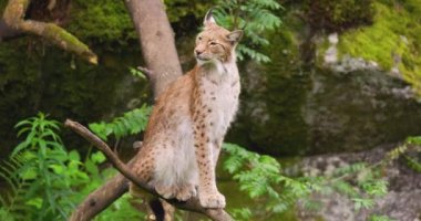 Luchs ormanda ağaçta oturuyor.