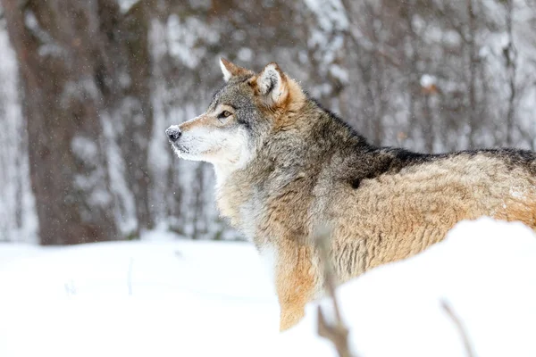 Primer plano del lobo macho alfa enfocado en la nieve en el hermoso bosque de invierno — Foto de Stock