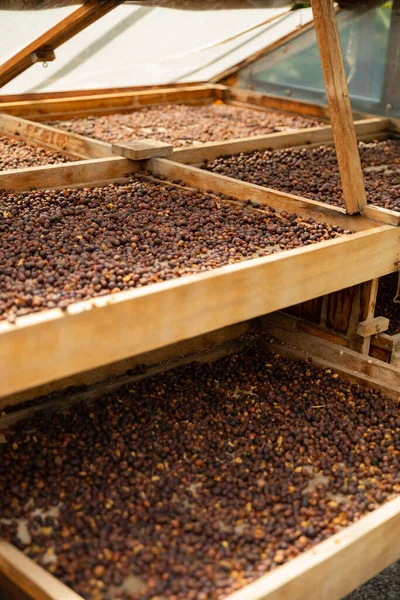 Fresh Coffee Beans Drying In Wooden Crate — Stock Photo, Image