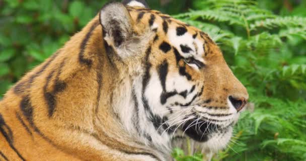 Tigre en forêt pendant la saison des pluies — Video