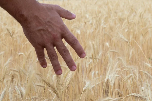 Hand Caressing Wheat Field — Stock Photo, Image