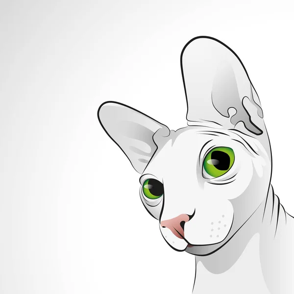 Portret van sphynx kat — Stockvector