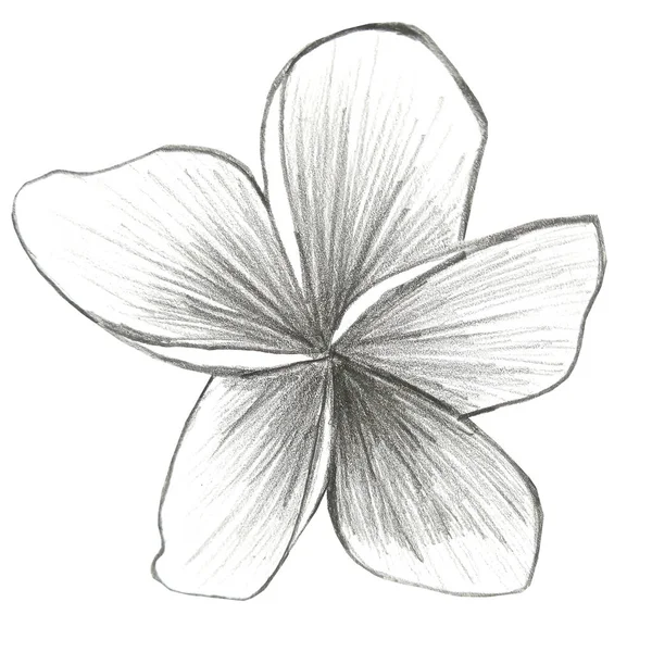 Цветок Ванили Рука Иллюстрация Нарисованная Графитовым Карандашом — стоковое фото