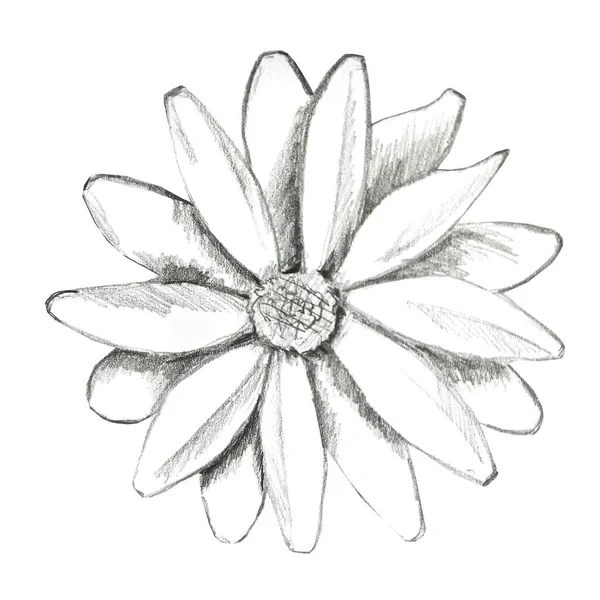 Daisy Flower Illustration Hand Drawn Graphit Pencil — Stock Photo, Image