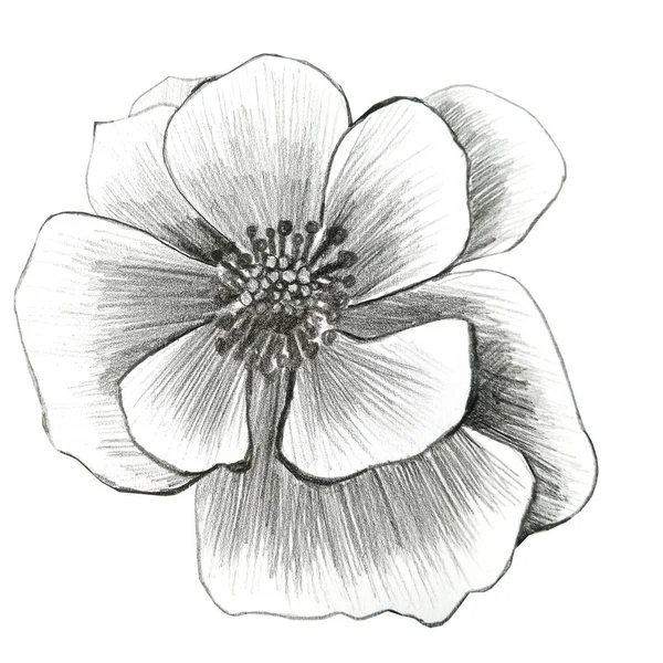 Makowy Kwiat Ilustracja Strony Rysowane Przez Graphit Ołówek — Zdjęcie stockowe