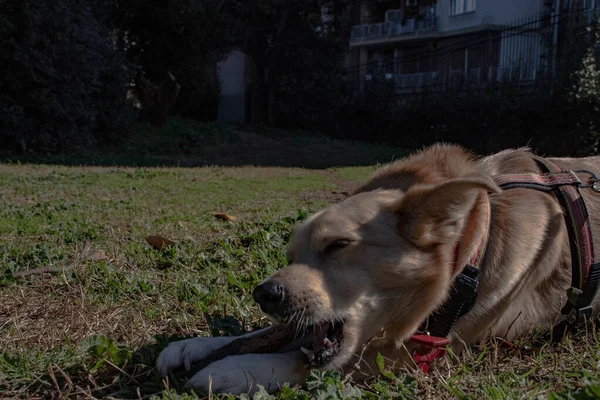 Roma Talya Melez Bir Köpek Parkta Serbest Oynuyor Topu Kovalıyor — Stok fotoğraf