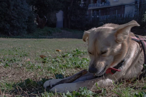 Roma Talya Melez Bir Köpek Parkta Serbest Oynuyor Topu Kovalıyor — Stok fotoğraf