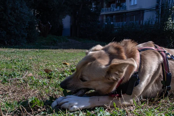 Roma Talya Melez Bir Köpek Parkta Serbest Oynuyor Topu Kovalıyor — Stok fotoğraf