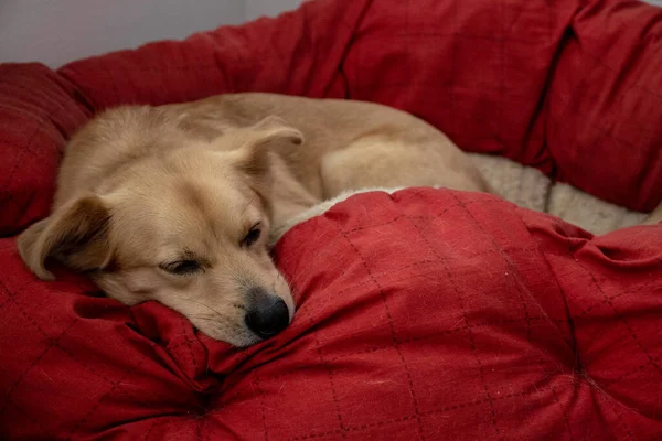 Roma Talya Melez Bir Köpek Parkta Serbest Oynuyor Topu Kovalıyor — Stok fotoğraf