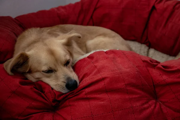 Roma Talya Melez Bir Köpek Parkta Serbest Oynuyor Topu Kovalıyor — Stok fotoğraf