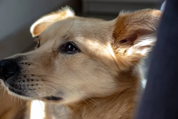 Roma Nisan 2020 Evde Bir Köpek Dinleniyor Isınmak Için Güneş — Stok fotoğraf