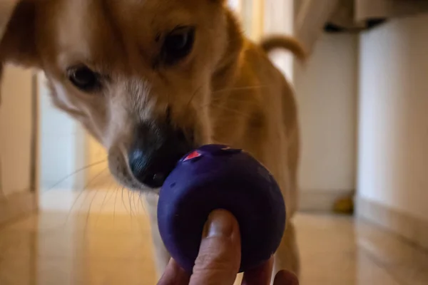 Roma Abril 2020 Perro Disfruta Jugando Con Pelota Casa Huele — Foto de Stock