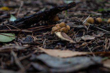 Roma, ormandaki ağaçların arasında küçük bir mantar grubu beliriyor..