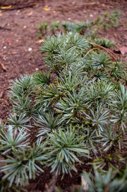 Roma, Pino 'nun dalları parka düştü. İğneler hala yeşil..