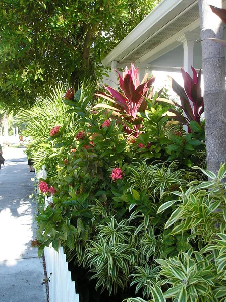 Chave West Florida Eua Centro Histórico Popular Centro Key West — Fotografia de Stock