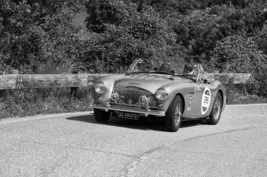 Pesaro Colle San Bartolo, İtalya - 17 Mayıs - 2018: Austin Healey 100 / 4 Bn2 1955 Mille Miglia 2018 rallisinde eski bir yarış arabası üzerinde ünlü İtalyan tarihi yarışı (1927-1957))