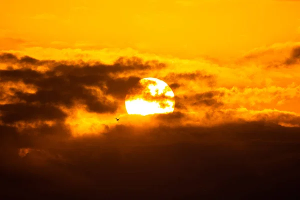 太陽の光で鳥が飛んでいる美しい夕日 とても大きな太陽のある鳥のシルエット — ストック写真