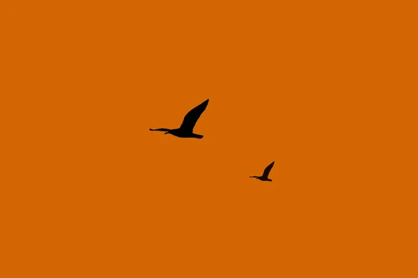 两个鸟儿在日落中飞翔的轮廓 橙色背景 文字空间 — 图库照片