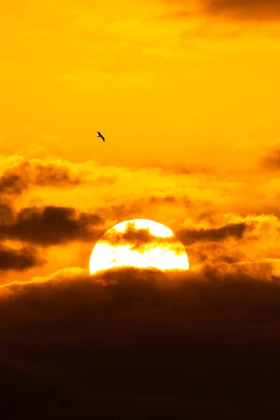 Nagy Fényes Nap Egy Madár Sziluettje Háttérben Naplementekor Gyönyörű Naplemente — Stock Fotó