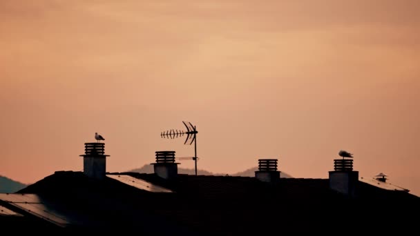 Las Gaviotas Descansan Chimenea Techo Una Casa Atardecer Siluetas Dos — Vídeo de stock