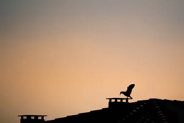 Seagull on the roof of a house at sunset. Silhouette of a bird on top of a house in the city.