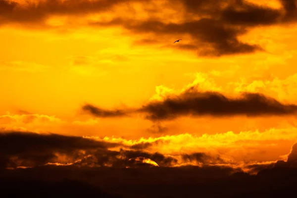 黄金の時間に異なるオレンジと黄色の雲と美しい夕日 飛行中の鳥と黄金の曇り空の美しい風景 — ストック写真