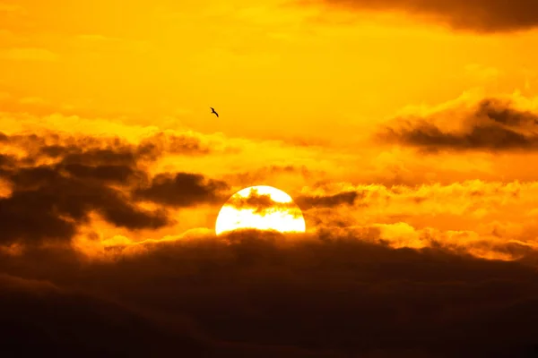 太陽の上を飛ぶ鳥と美しい夕日 とても大きな太陽のある鳥のシルエット — ストック写真