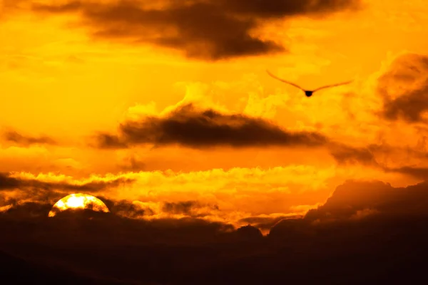 背景には巨大な太陽の光が差し込む美しい夕日の中をカモメが飛んでいます 黄金の時間にオレンジ色の雲と美しい夕日 — ストック写真