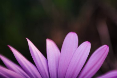 Menekşe papatyasının taç yapraklarının ayrıntıları. Kopya alanı olan bahar çiçeği.