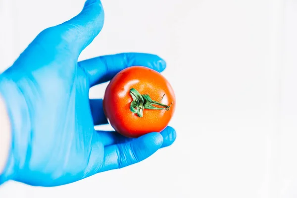 Kézzel Mosott Piros Paradicsom Kék Latex Kesztyűvel Gyümölcs Fertőtlenítése Koronavírus — Stock Fotó