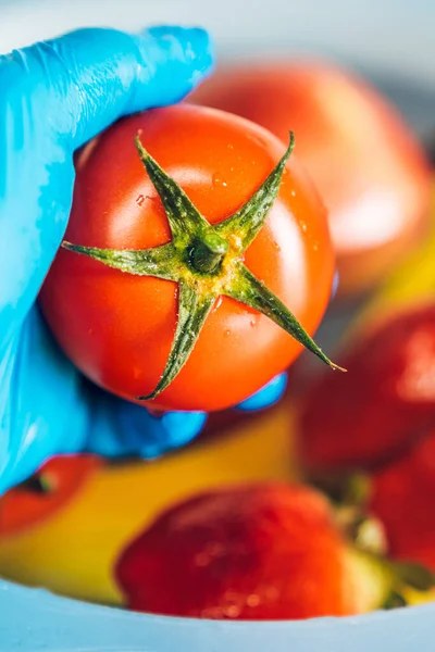 Mano Con Guanto Lattice Blu Che Tiene Pomodoro Maturo All — Foto Stock