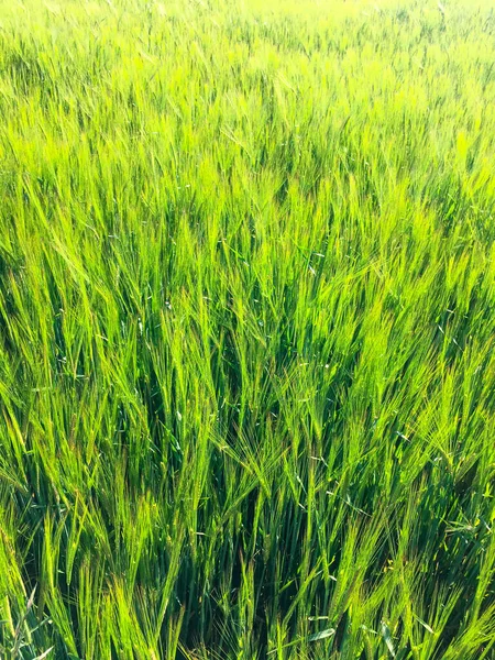 素晴らしい春の日に太陽の暖かい光で美しい緑の麦畑 — ストック写真