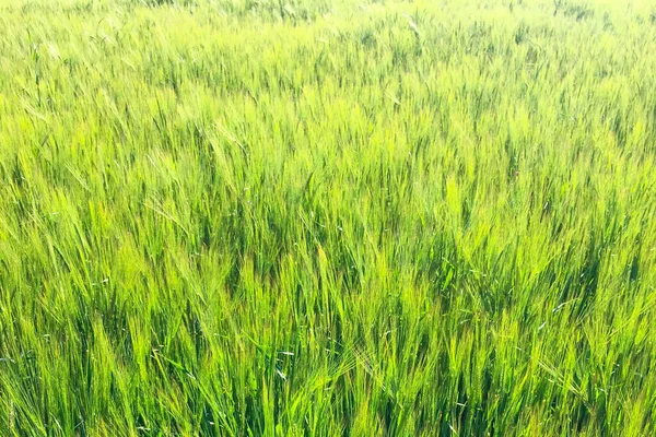 太陽の暖かい光で美しい緑の小麦畑 — ストック写真