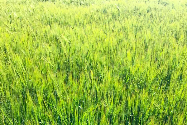 Beau Champ Blé Vert Avec Lumière Chaude Soleil — Photo