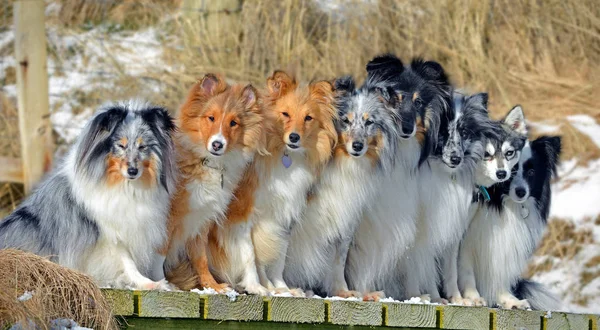 Many dogs run in a meadow in early spring - a pack of Jack Russell Terriers