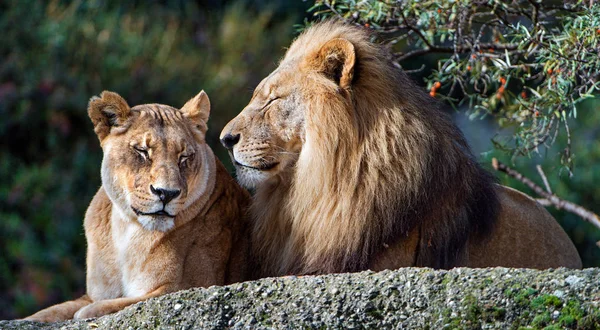 Lion and lioness resting on nature