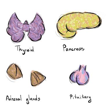 Medicine and endocrinology. Thyroid, pancreas, adrenal gland and clipart