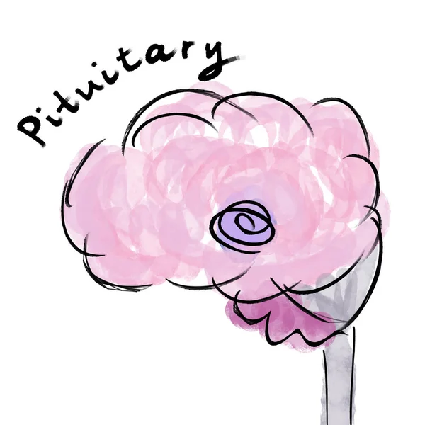 Pituitary gland and brain. Endocrine organ. Medicine and science — ストック写真