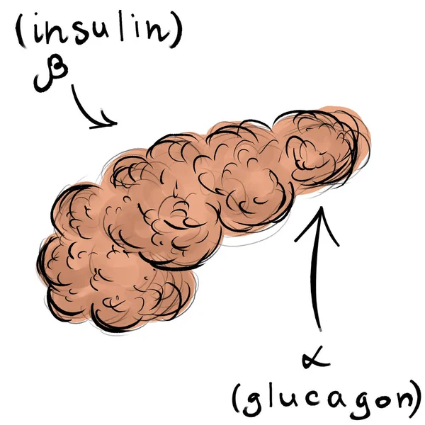 The pancreas and its hormones. Glucagon and insulin. Freehand sk — Stock Photo, Image