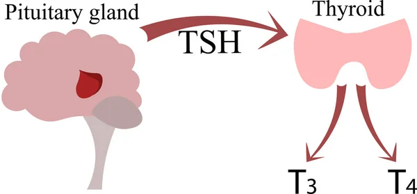 Die Verbindung von Hypophyse und Schilddrüse. Ende — Stockvektor