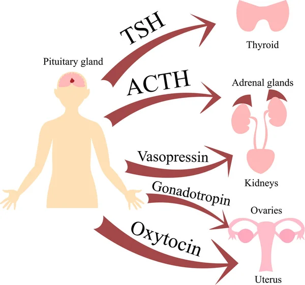 La conexión de la hipófisis y otras glándulas. Endocrina — Archivo Imágenes Vectoriales