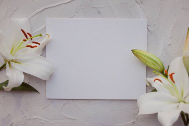 Çimento gri bir arka plan dokusu üzerinde beyaz zambaklar ile şık minimalist tasarım.