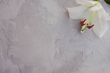 Çimento gri bir arka plan dokusu üzerinde beyaz zambaklar ile şık minimalist tasarım.