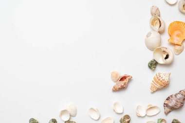 Beyaz arka planda farklı deniz kabukları. Deniz kenarında tatil kavramı..